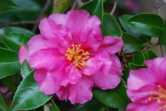 Sasanqua Camellia