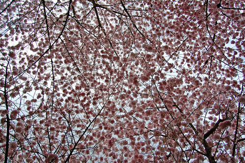 trees flower tree grass oregon cherry 5 capital blossoms april 桜 sakura salem blooms viewing hanami 花見 d40 edmundgarman