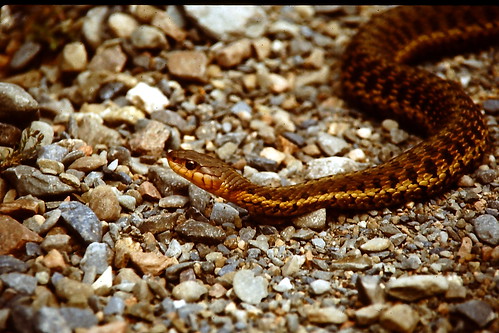 park brown big snake nb harmless travelpilgrems
