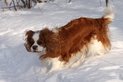 Susie in the snow