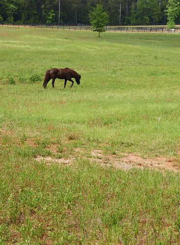 horse rural georgia farm pasture rutledge sandycreek creeksidefarm ryanhmartin