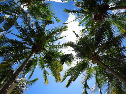 costarica palmtrees samara