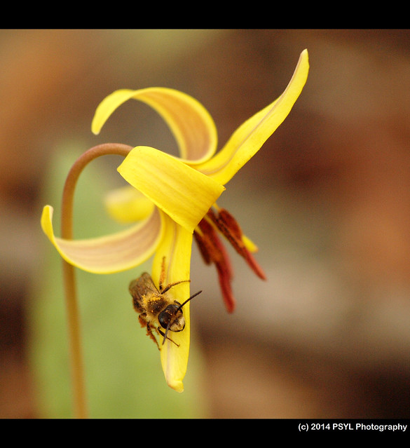 Trout-lily (Erythronium americanum) visited by Andrena bee