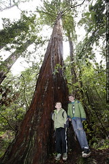 brothers nick & sequoia in the heritage redwood grove 