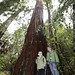 brothers nick & sequoia in the heritage redwood grove