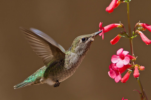 arizona birds tucson hummingbirds
