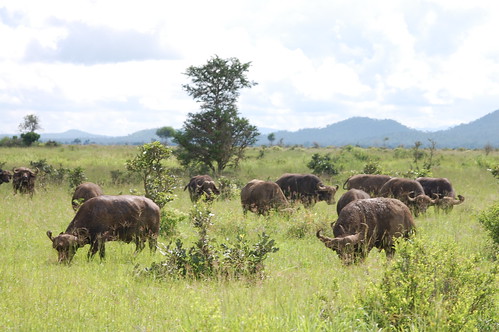 fauna buffalo mikuminationalpark kandcvisittanzania southernhighlandstzsafaris