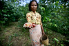 Coffee Pickers in Timor-Leste