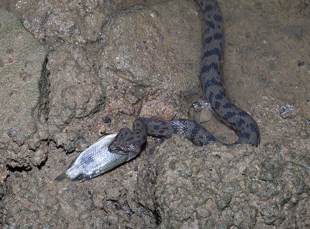 Dog-faced water snake, Schneider's Bockadam (Cerberus schneiderii)