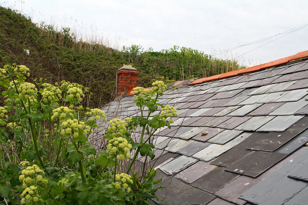 Slate and Wild Flower Roof