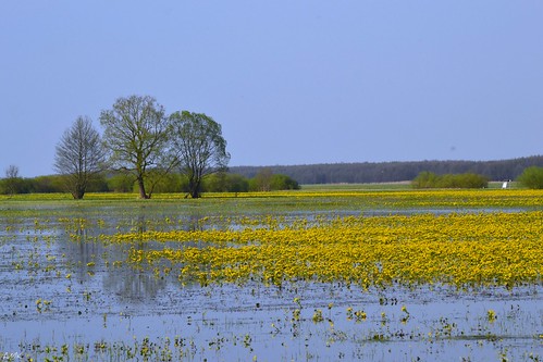colors landscape spring wetlands springwater wiosna marshmarigold kolory пейзаж biebrza floodplains kaczeńce populagedesmarais pejzaż калужницаболотная peysage photographymypassion rozlewiskawiosenne calthapalustri floodedmeadowsinthebiebrza