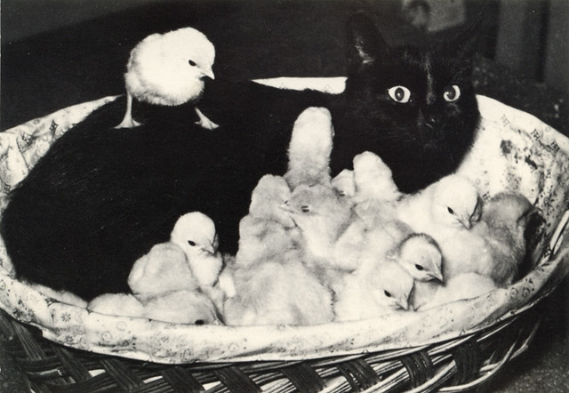 cat with baby-chickens