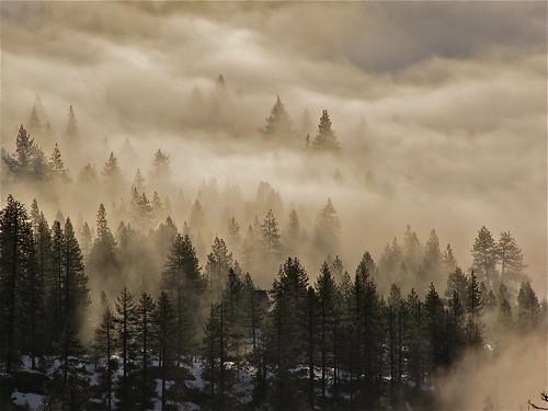 trees mist fog haze donnerlake