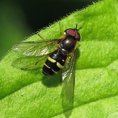 Hoverfly - Dasysyrphus tricinctus