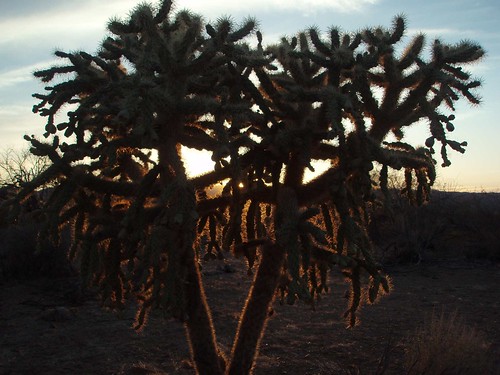 arizona usa cacti flickr desert unitedstatesofamerica sunsets gps 2011 jumpingchollacylindropuntiafulgidachainfruitcholla