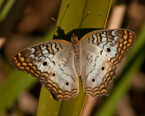 white butterfly peacock