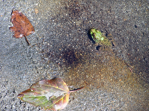amphibians anura ranaclamitansmelanota amphibiens anoures lithobatesclamitansmelanota grenouillesvertesnordaméricaines northerngreenfrogs