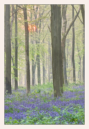 bluebells sunrise dawn spring woods wiltshire marlborough beech westwoods lockeridge