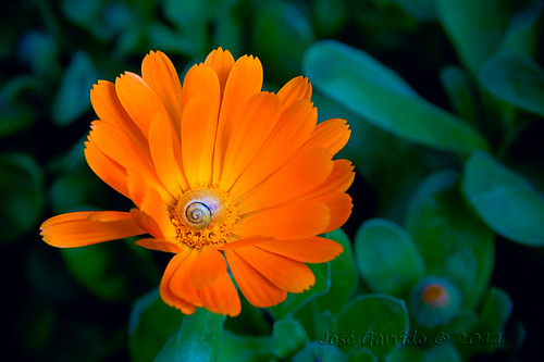 flor margarita alava naranja nacar foronda caracolillo mygearandme