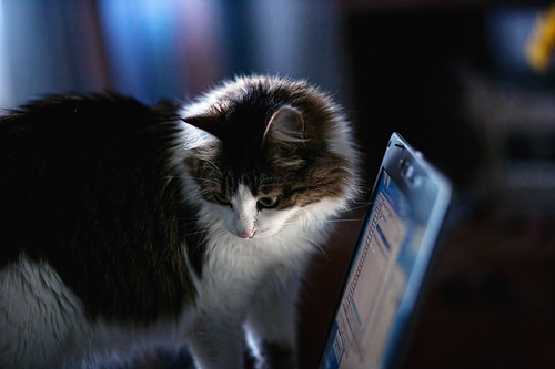 Cat on a Laptop