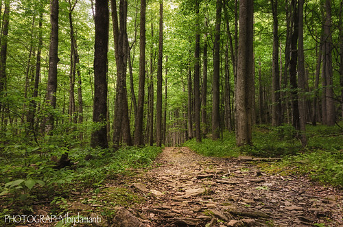 trees virginia unitedstates trails floyd rockcastlecreektrail