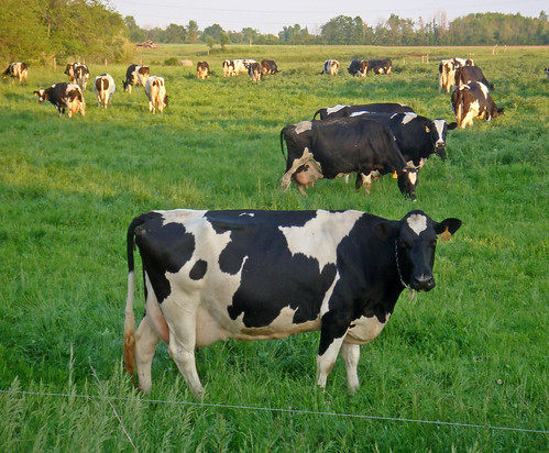 blackandwhite field rural cattle cows michigan farm country farming pasture ag agriculture dairy bovine udders brucetownship