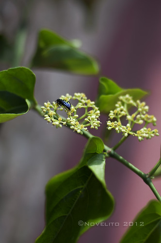 naturaleza nature bug hojas 50mm nikon flor fotografia campeche insecto d300 novelito josenovelo