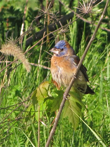 Blue Grosbeak (First Spring Male) at Ewing Park in Bloomington, IL 11
