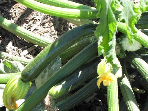 How To Grow Squash From Seed: A Tutorial With Tips & Tricks | www.TheAdventureBite.com