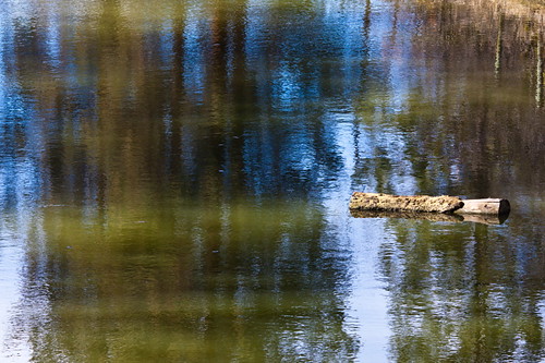 blue trees brown reflection tree green water reflections landscape pond log scenic logs ponds