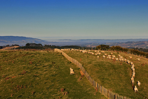morning newzealand fog canon landscape sheep hills waikato tasmansea bombayhills 550d t2i canoneos550d mtpuketutu