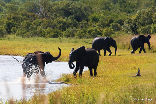 africa nature animals fauna canon southafrica wildlife ivory elephants mammals reserves krugernationalpark mpumalanga limpopo knp 70d canonef70300mmf456isusm ndlovu hannessteyn canoneos70d