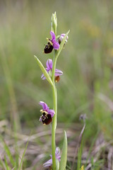 Late Spider-Orchid - Ophrys holoserica