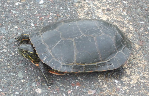 county iron turtle michigan painted picta chrysemys miherp