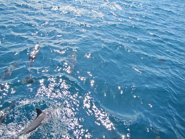 frisky dolphins