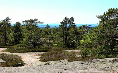 trees sea norway rock forest pines fjord oslofjord fredrikstad gressvik gressvikmarka sprinkelet
