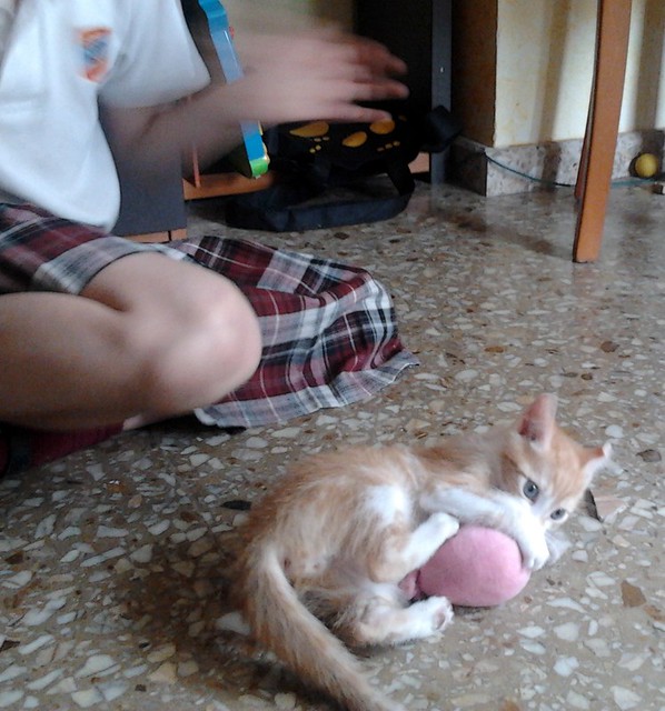 Rubi, gatito blanco y naranja buenísimo nacido en Marzo´14 busca hogar. Valencia. ADOPTADO. 14082652149_5bc2dcaee3_z