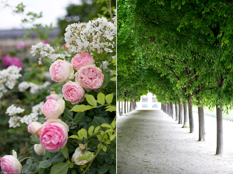 Roses, Jardin du Palais Royal