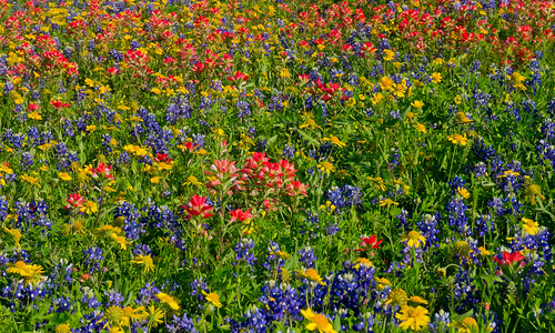 flowers texas bloom wildflowers