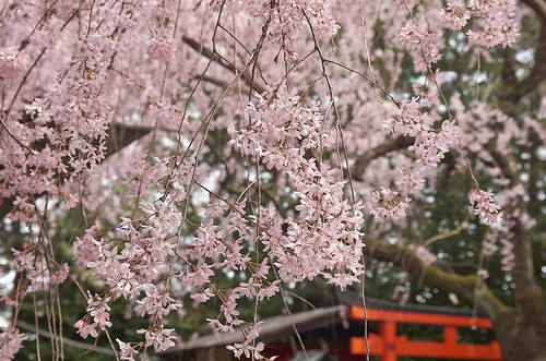 【写真】2014 桜 : 水火天満宮/2020-06-15/IMGP5666