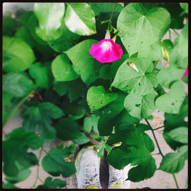 Morning glories are just so happy. (And they make me feel special, being up early enough to see them) Song of the Run: Do My Thing by Estelle, feat. Janelle Monae (This song is so great!) #foundwhilerunning #yaysummer #summerjam #running