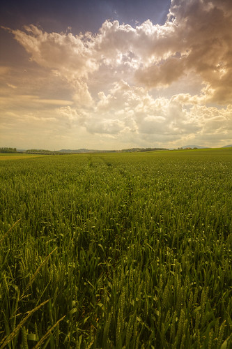 canon eos 7d sigma 1020mm hdr photomatix nature paysage landscape suisse prairie champs field meadow campagne herbe grass vert green wideangle spring printemps season saison sky nuages clouds philippesaire switzerland swiss cloudy day schweiz photo photography ciel