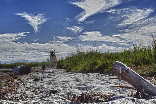 summer sky beach dogs happy sand outdoor oceanlake bnyb