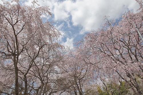 【写真】2014 桜 : 山越周辺/2021-03-24/IMGP5621