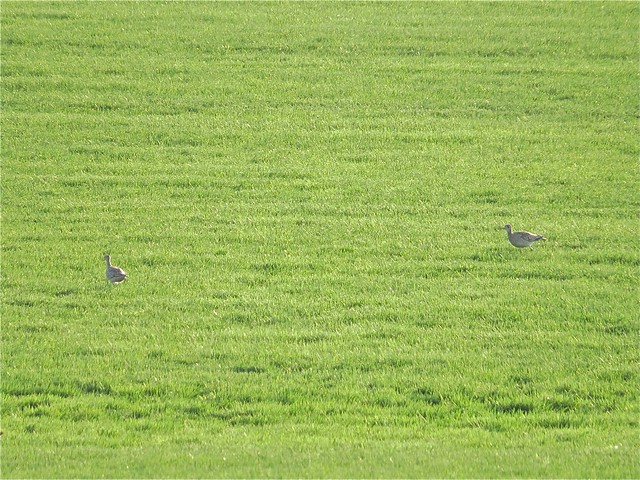 Upland Sandpipers at M & M Turf in McLean County, IL