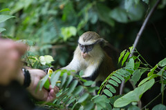 Monkey Sanctuary