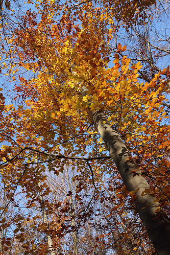 Autumn Tree