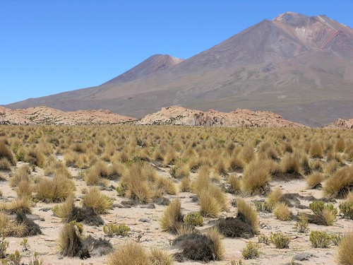 plants mountains 2004 latinamerica landscapes flickr desert bolivia bol potosi gpsapproximate