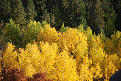 autumn trees sky orange mountains tree green fall nature leaves yellow forest rockies golden leaf colorado colorful view aspen coloradorockies