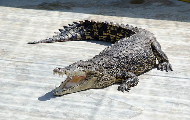 Visiting Tuaran Crocodile Farm during Sabah Trip